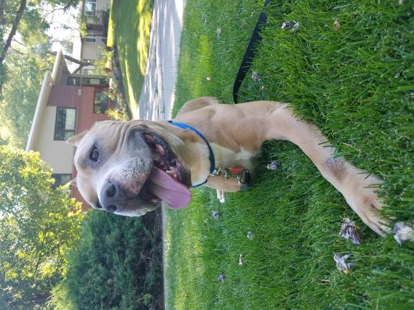/Images/uploads/Humane Society of Utah/HSU2018/entries/4208thumb.jpg